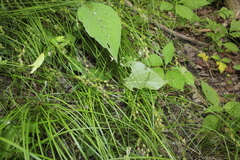 Carex echinodes