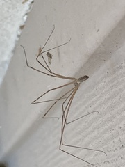 Pholcidae