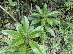 Lobelia robusta