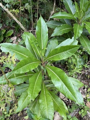 Lobelia robusta