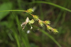 Carex echinodes
