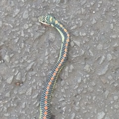 Chrysopelea paradisi