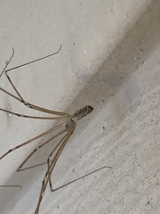 Pholcidae