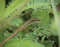 Takydromus smaragdinus