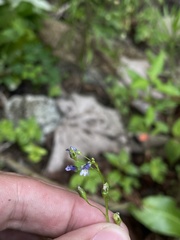 Lobelia cliffortiana