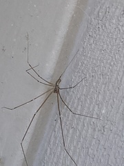 Pholcidae
