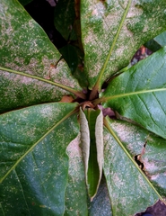 Terminalia catappa