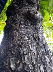 Terminalia catappa
