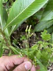 Erechtites valerianifolius