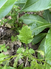Erechtites valerianifolius