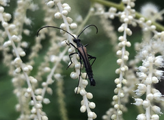 Strangalia acuminata