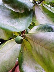 Terminalia catappa
