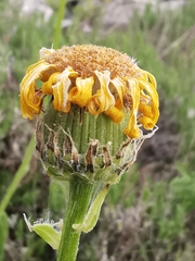 Senecio provincialis