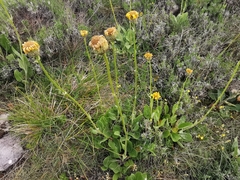 Senecio provincialis