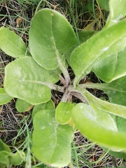 Senecio provincialis
