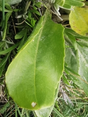 Senecio provincialis