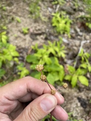 Pilea semidentata