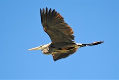 Ardea herodias