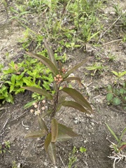 Asclepias nivea