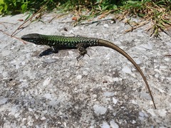 Podarcis muralis