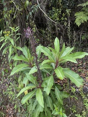 Lobelia robusta