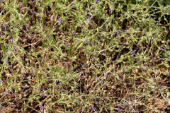 Allophyllum gilioides