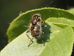 Eristalinus aeneus