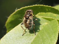 Eristalinus aeneus