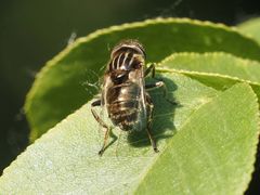 Eristalinus aeneus