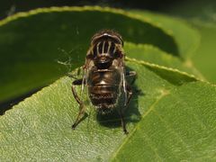 Eristalinus aeneus