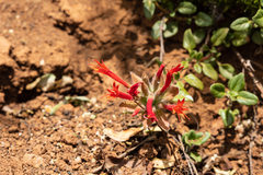 Monardella macrantha