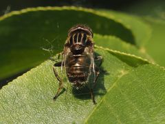 Eristalinus aeneus