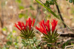 Monardella macrantha