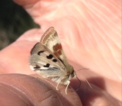 Heliothis oregonica