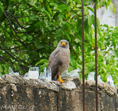 Rupornis magnirostris