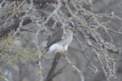 Spiziapteryx circumcincta