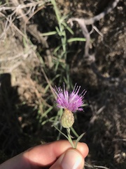 Centaurea exarata