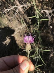 Centaurea exarata