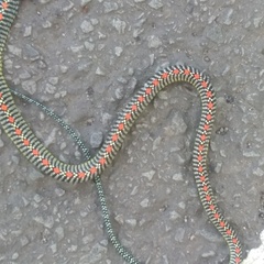 Chrysopelea paradisi