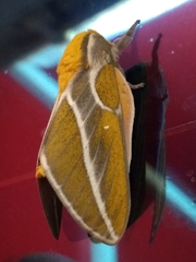 Syssphinx albolineata