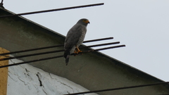 Rupornis magnirostris