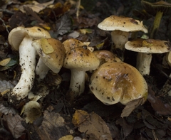 Cortinarius austroturmalis