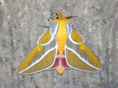 Syssphinx albolineata