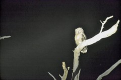Bubo