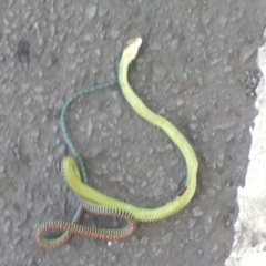 Chrysopelea paradisi