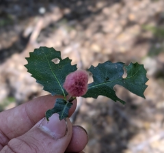 Heteroecus dasydactyli