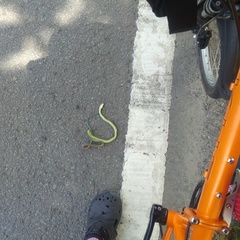 Chrysopelea paradisi