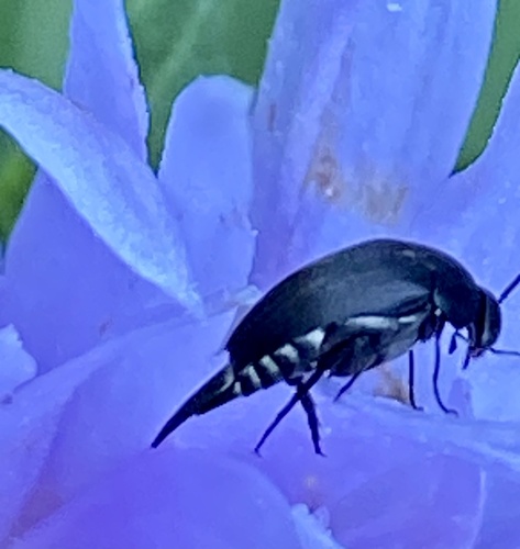 Tumbling Mourner