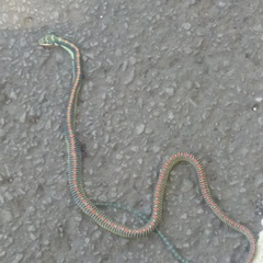 Chrysopelea paradisi