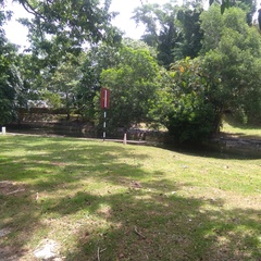 Chrysopelea paradisi